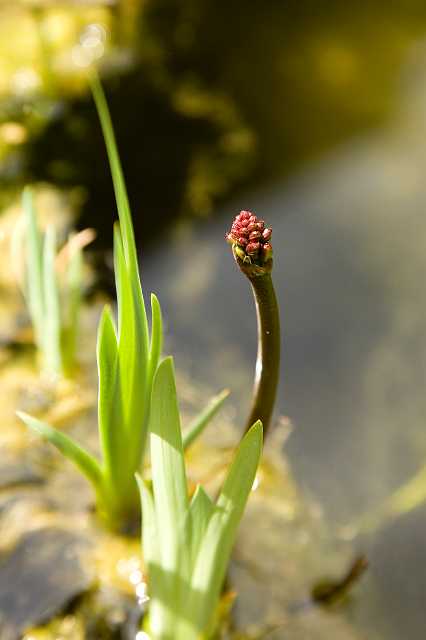 FH_VP_5057(Menyanthes trifoliata).jpg - Waterdrieblad